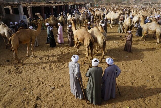 Camels and people at the Daraw Camel Market in Egypt.