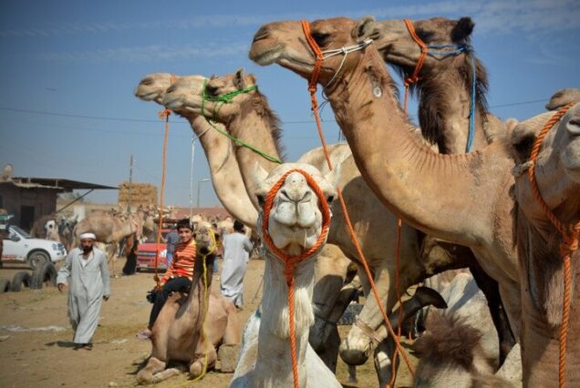 Camels and people at the Daraw Camel Market in Egypt.