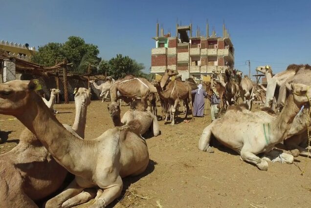Camels and people at the Daraw Camel Market in Egypt.