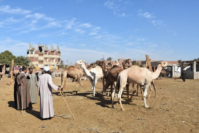 Camels and people at the Daraw Camel Market in Egypt.