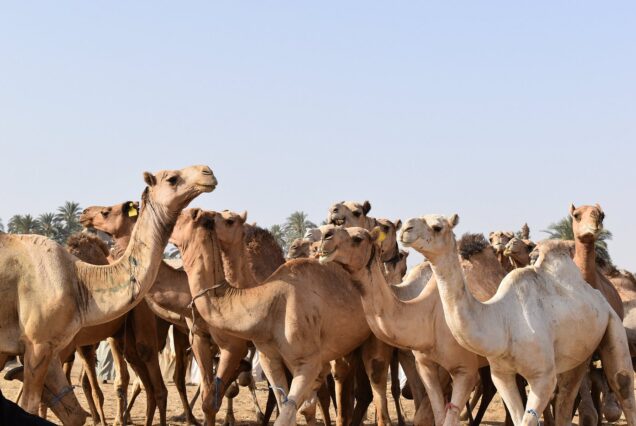 Camels and people at the Daraw Camel Market in Egypt.