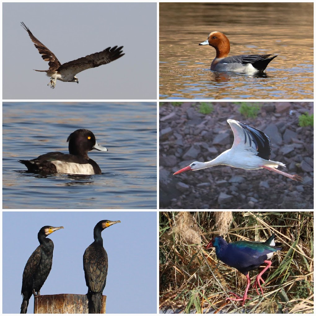 Collage of various waterbird species including an Osprey in flight, a male Eurasian Wigeon, a Tufted Duck with a crest, a White Stork flying, two Great Cormorants perched, and a Purple Swamphen with vivid purple-blue plumage.