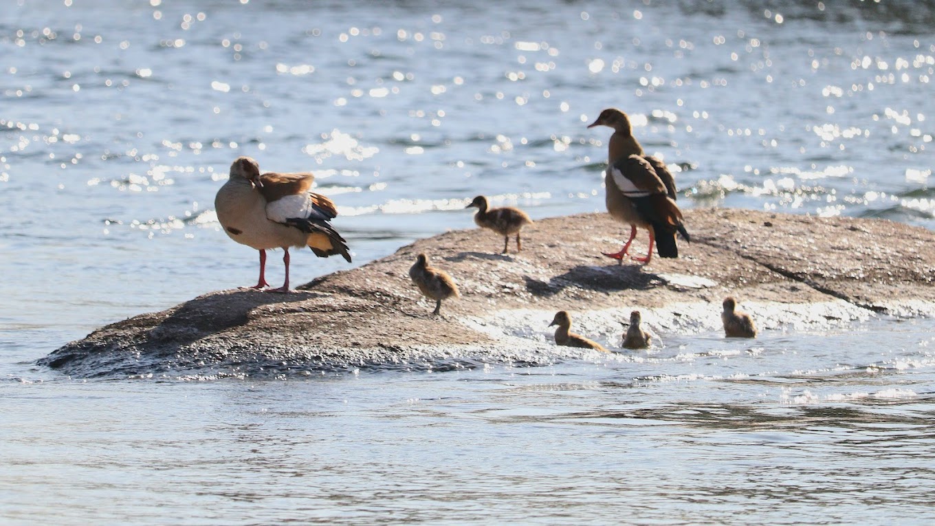 A family of Egyptian Geese (Alopochen aegyptiaca) resting near a water source, featuring adults and goslings with their distinctive pale brown bodies and dark eye patches.