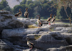 Egyptian Geese with pale brown plumage and dark eye-patches, Alopochen aegyptiaca, near the Nile River