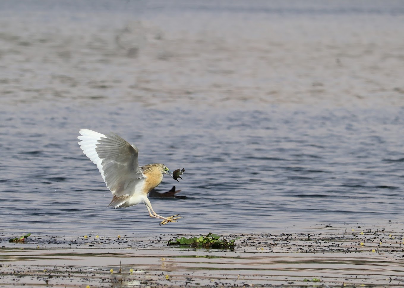 Squacco Heron in mid-flight over the Nile River with wings spread wide while hunting prey
