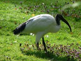 African Sacred Ibis with white plumage, black head and neck, and long curved black beak, standing near wetlands