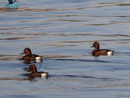 Ferruginous Ducks with rusty brown plumage, white belly, and distinctive white undertail coverts swimming in a freshwater habitat