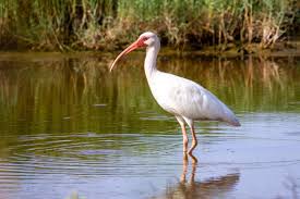 American White Ibis with white plumage, red-orange bill, and black wingtips, wading in shallow wetlands