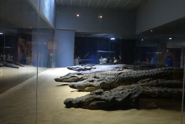 "Crocodile Museum near Kom Ombo Temple, Aswan, Egypt, displaying mummified crocodiles and Sobek artifacts."