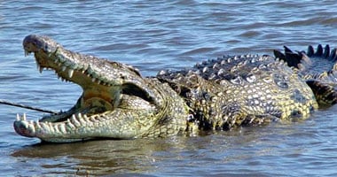 A Nile Crocodile resting near freshwater, one of Africa’s largest and most powerful predators.