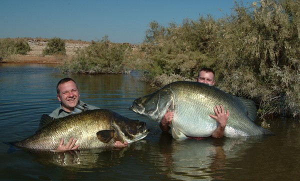 Two men holding large Nile perch (Lates niloticus), a giant freshwater fish species native to African river basins.