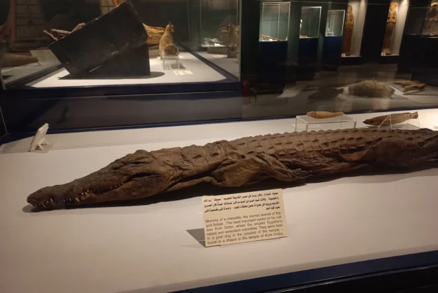 Mummified crocodile from the Temple of Kom Ombo, sacred to the ancient Egyptian god Sobek.
