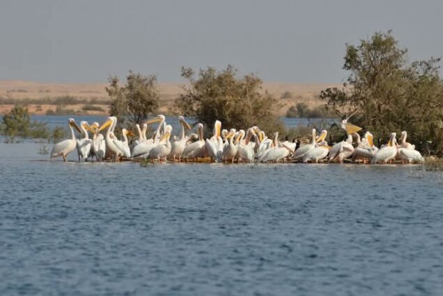 Group of pelicans by waterAswan Bird Watching