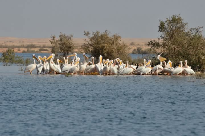 Home 82 WhatsApp Image 2026-02-07 at 9.52.04 AM (1)