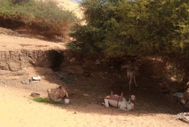 camels at Saint Simeon Monastery