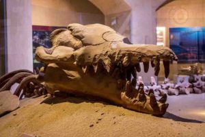 wadi-al-hitan-whale-valley