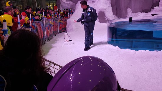 Polar Express Ski Egypt