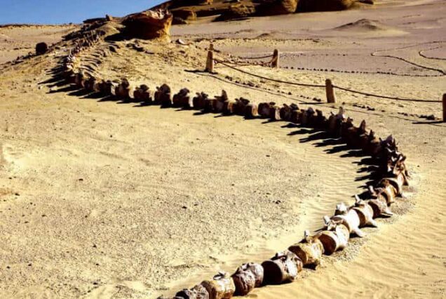 wadi-al-hitan-whale-valley