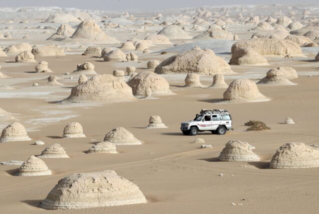 white-dessert-safari-