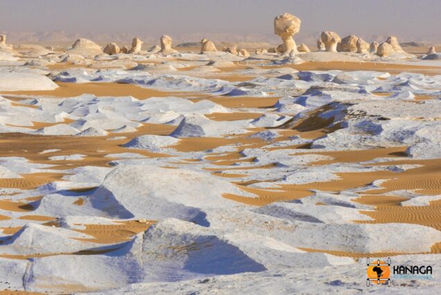 white-dessert-safari-