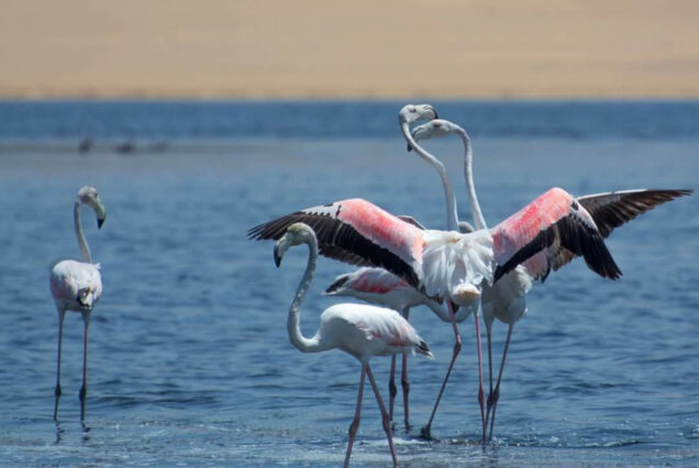 flamingoes-at-fayoum